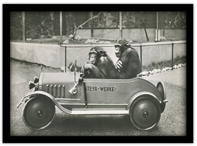 Δύο χιμπατζήδες σε μικρό αυτοκίνητο Ζώα Πίνακες σε καμβά 42 x 65 cm (10324)