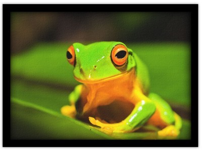 Houseart Βάτραχος Αυστραλίας, Ζώα, Πίνακες σε καμβά, 20 x 15 εκ.