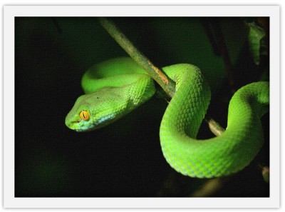 Φίδι, Ζώα, Πίνακες σε καμβά, 20 x 15 εκ.