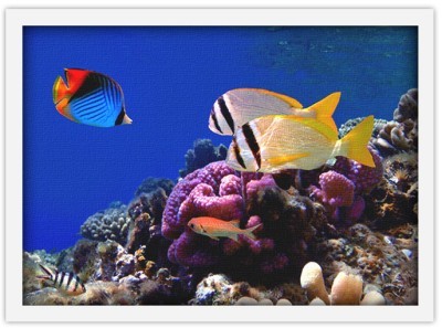 Εικόνα των κοραλλιογενών υφάλων Ζώα Πίνακες σε καμβά 40 x 60 cm (10112)