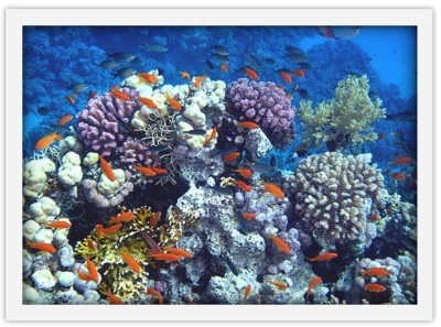 Αποικία κοραλλιών και ψαριών. Ερυθρά Θάλασσα Ζώα Πίνακες σε καμβά 45 x 60 cm (10115)
