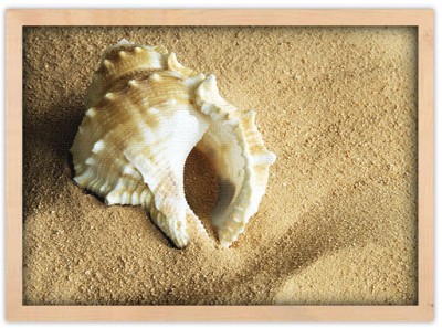 Κοχύλι στην αμμουδιά Ζώα Πίνακες σε καμβά 43 x 55 cm (12728)