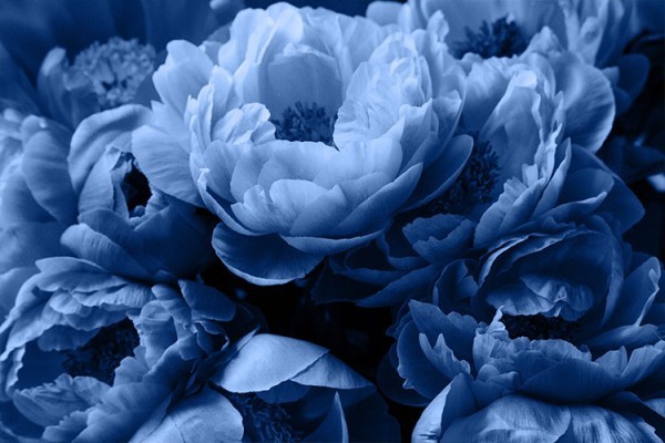 Μπλε φόντο λουλούδια