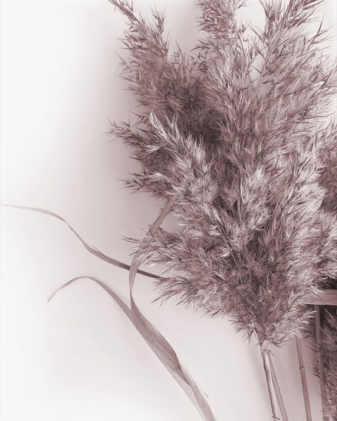 Ροζ pampas grass