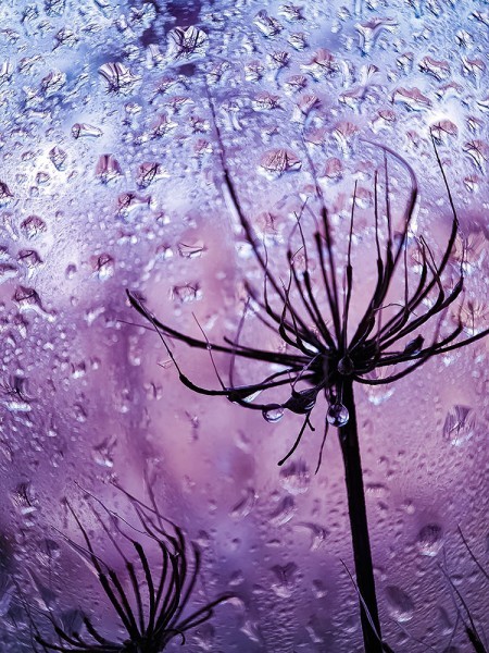 Ξερά λουλούδια στη βροχή