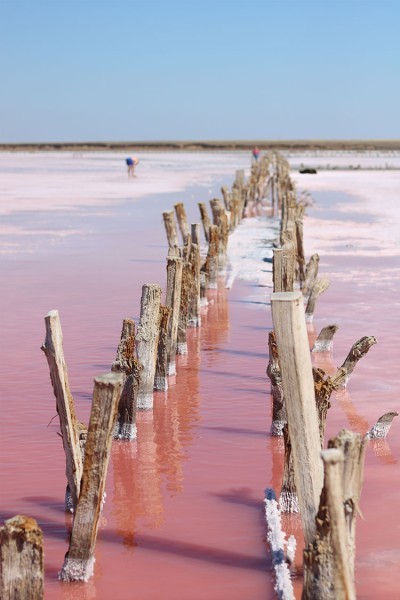 Ξύλα στα ροζ νερά