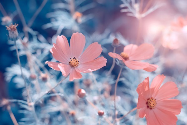 Ροζ λουλούδια σε μπλε φόντο