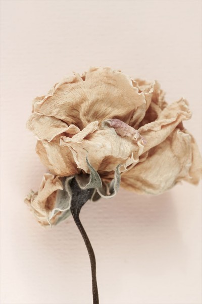 Dead flower