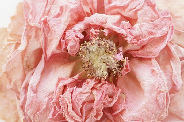 Άνθος ροζ λουλουδιού