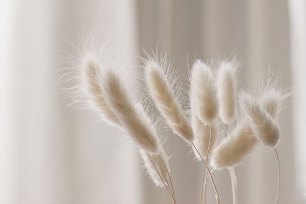 White fluffy grass