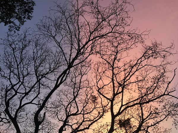 Κλαδιά δέντρου στο ηλιοβασίλεμα