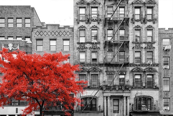 Κόκκινο δέντρο σε χωριό της Νέας Υόρκης