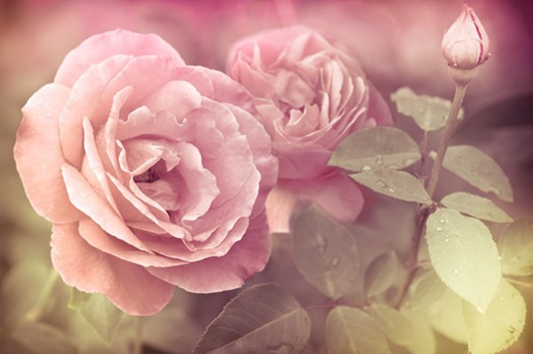 Ρόζ τριαντάφυλλα