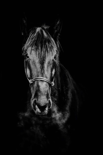 Άλογο στο σκοτάδι