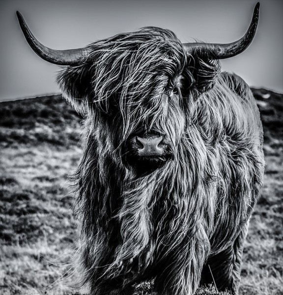 Highland cow