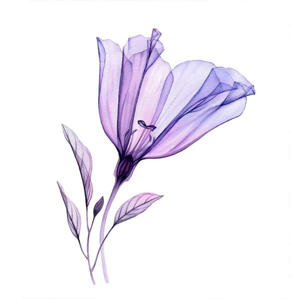 Μοβ λουλούδι