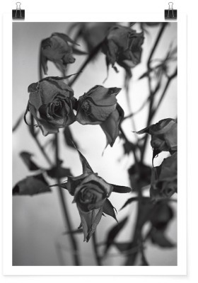 Ξεραμένα τριαντάφυλλα σε γκρίζο φόντο, Φύση, Πόστερ, 15 x 20 εκ.