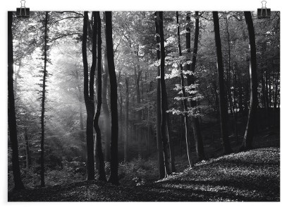 Ασπρόμαυρο φόντο δάσος, Φύση, Πόστερ, 20 x 15 εκ.