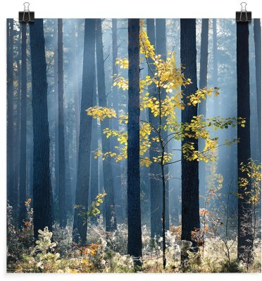 Μικρό δεντράκι στο δάσος, Φύση, Πόστερ, 20 x 20 εκ.