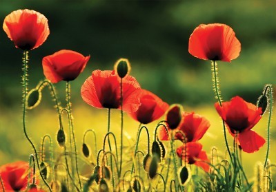 Παπαρούνες σε πράσινο φόντο, Φύση, Πόστερ, 20 x 15 εκ.