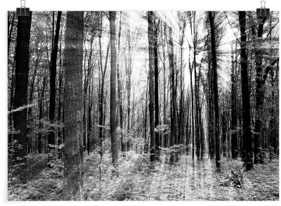 Γκρίζο φόντο δάσος, Φύση, Πόστερ, 20 x 15 εκ.