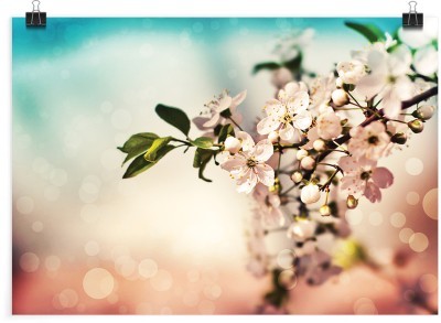 Λευκή αμυγδαλιά, Φύση, Πόστερ, 20 x 15 εκ.