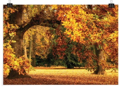 Βελανιδιά, Φύση, Πόστερ, 20 x 15 εκ.