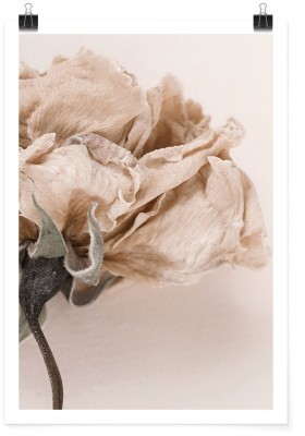 Μαραμένο τριαντάφυλλο, Φύση, Πόστερ, 15 x 20 εκ.