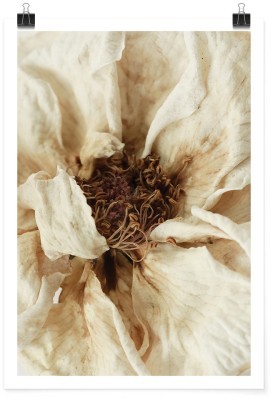 Houseart Πορτρέτο λευκού λουλουδιού, Φύση, Πόστερ, 15 x 20 εκ.