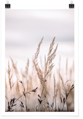 Σιτάρι στη ξερή φύση, Φύση, Πόστερ, 15 x 20 εκ.