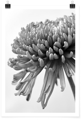 Γκρίζο χρυσάνθεμο, Φύση, Πόστερ, 15 x 20 εκ.