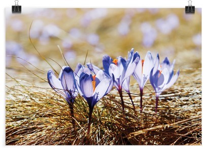 Μωβ μικρά λουλούδια, Φύση, Πόστερ, 20 x 15 εκ.