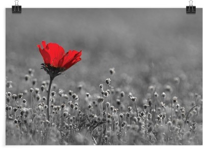 Κόκκινη παπαρούνα σε γκρίζο φόντο, Φύση, Πόστερ, 20 x 15 εκ.