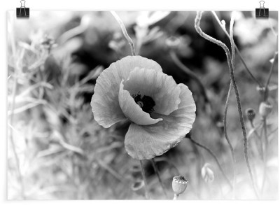 Ασπρόμαυρα λουλούδια, Φύση, Πόστερ, 20 x 15 εκ.