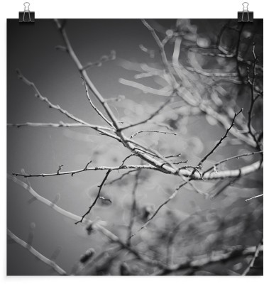 Κλαδιά σε γκρίζο φόντο, Φύση, Πόστερ, 20 x 20 εκ.