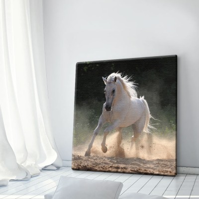 Άσπρο άλογο τρέχει στη σκόνη Ζώα Πίνακες σε καμβά 52 x 50 cm (10316)