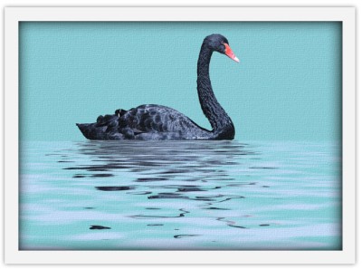 Μαύρος κύκνος Ζώα Πίνακες σε καμβά 43 x 61 cm