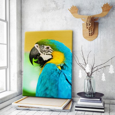 Πολύχρωμος παπαγάλος Ζώα Πίνακες σε καμβά 61 x 41 cm (16040)