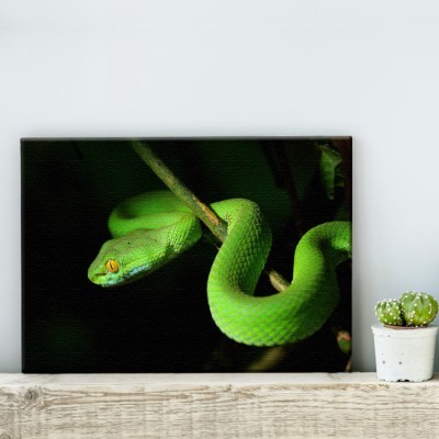 Φίδι Ζώα Πίνακες σε καμβά 41 x 61 cm (16041)