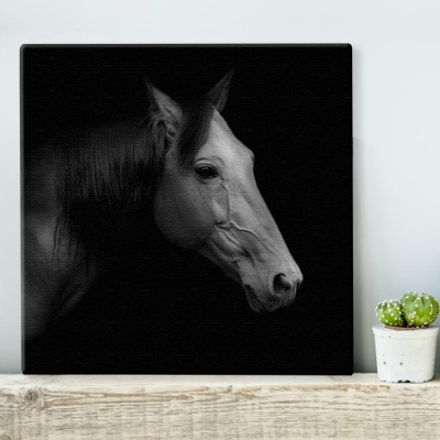 Άλογο trotter Ζώα Πίνακες σε καμβά 50 x 50 cm (16042)