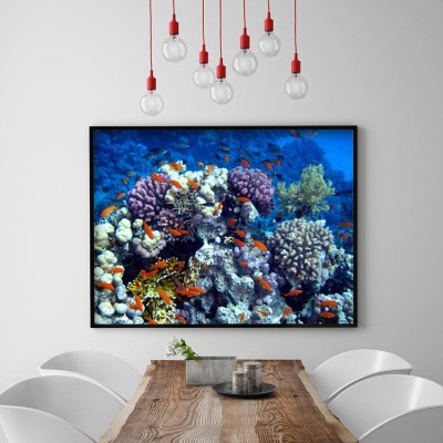 Αποικία κοραλλιών και ψαριών. Ερυθρά Θάλασσα Ζώα Πίνακες σε καμβά 45 x 60 cm (10115)